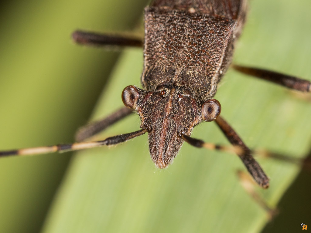 Alydidae: Camptopus lateralis della Sardegna